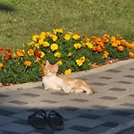 Prenociste Sara Apartment Bihać