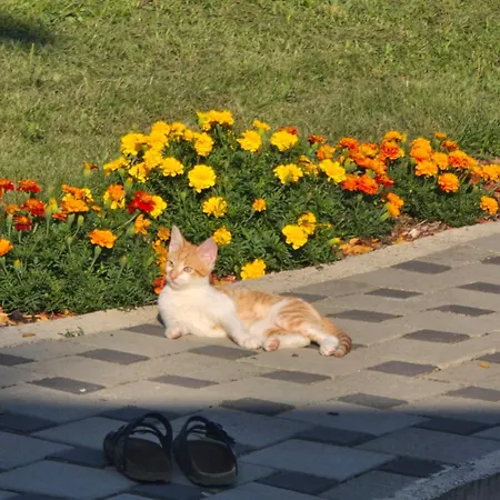 Prenociste Sara Apartamento Bihać