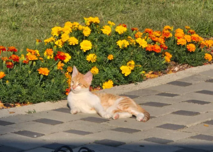 Prenociste Sara 公寓 Bihać